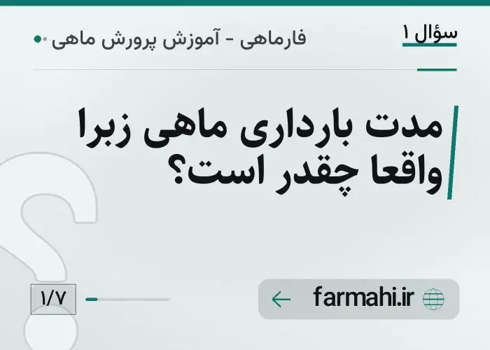 مدت بارداری ماهی زبرا واقعاً چقدر است؟