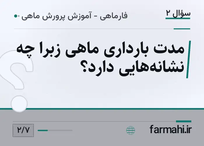 مدت بارداری ماهی زبرا چه نشانه‌هایی دارد؟
