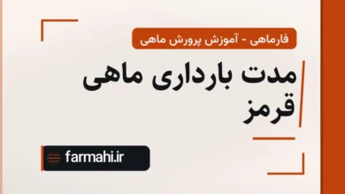مدت بارداری ماهی قرمز