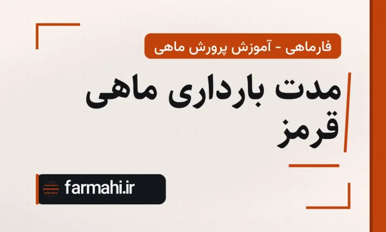 مدت بارداری ماهی قرمز