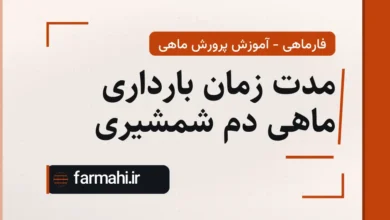مدت زمان بارداری ماهی دم شمشیری