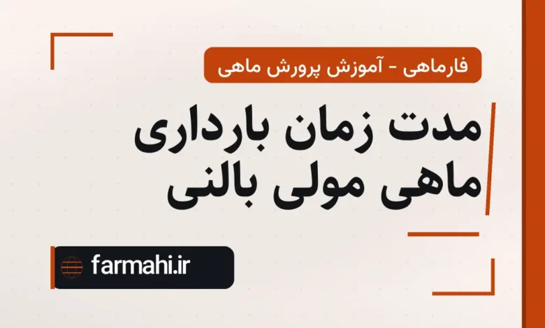 مدت زمان بارداری ماهی مولی بالنی