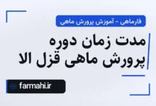 مدت زمان دوره پرورش ماهی قزل الا