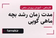 مدت زمان رشد بچه ماهی گوپی