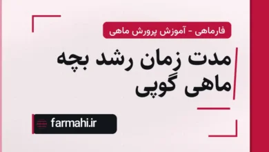 مدت زمان رشد بچه ماهی گوپی