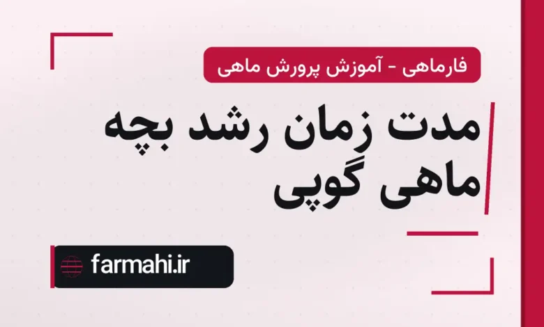 مدت زمان رشد بچه ماهی گوپی
