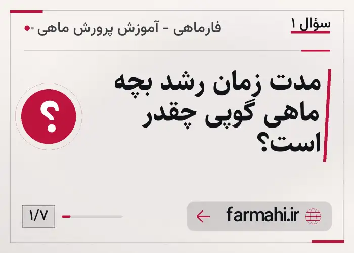 مدت زمان رشد بچه ماهی گوپی چقدر است؟