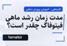 مدت زمان رشد ماهی فیتوفاگ چقدر است؟