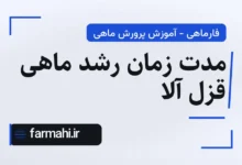 مدت زمان رشد ماهی قزل آلا