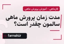 مدت زمان پرورش ماهی سالمون چقدر است؟