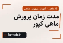 مدت زمان پرورش ماهی کپور