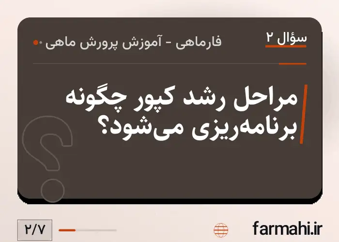 مراحل رشد کپور چگونه برنامه‌ریزی می‌شود؟