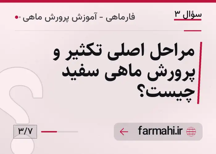 مراحل اصلی تکثیر و پرورش ماهی سفید چیست؟
