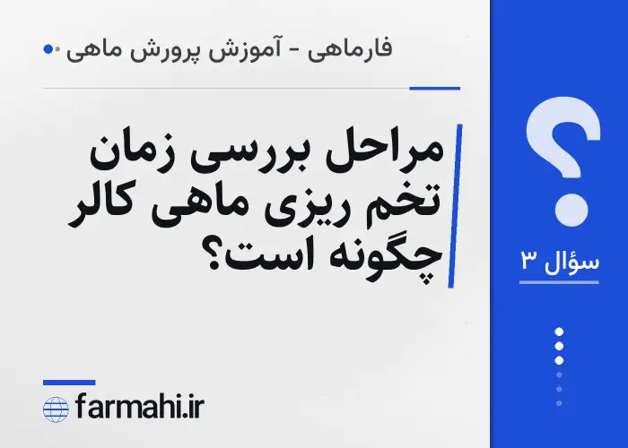 مراحل بررسی زمان تخم ریزی ماهی کالر چگونه است؟