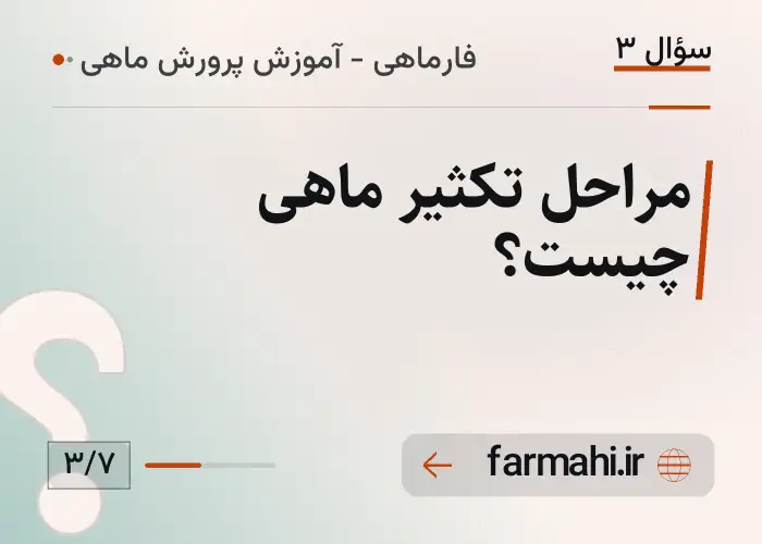 مراحل تکثیر ماهی چیست؟