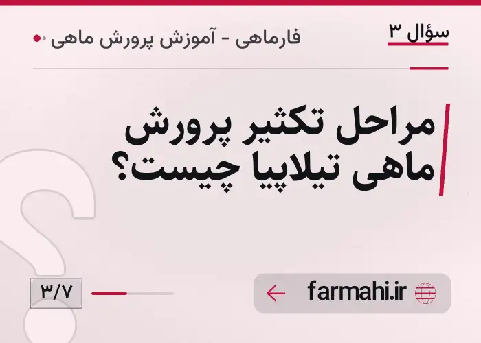 مراحل تکثیر پرورش ماهی تیلاپیا چیست؟