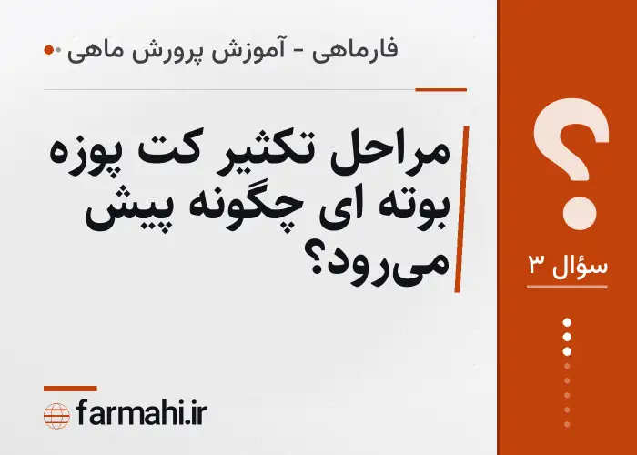 مراحل تکثیر کت پوزه بوته ای چگونه پیش می‌رود؟