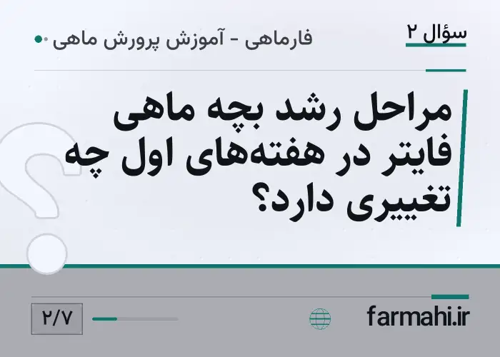 مراحل رشد بچه ماهی فایتر در هفته‌های اول چه تغییری دارد؟