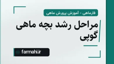 مراحل رشد بچه ماهی گوپی