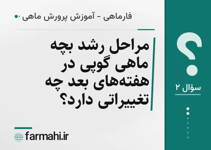 مراحل رشد بچه ماهی گوپی در هفته‌های بعد چه تغییراتی دارد؟
