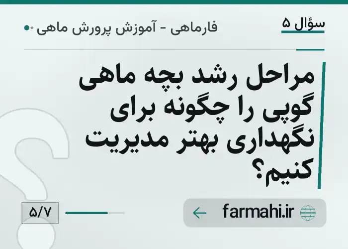 مراحل رشد بچه ماهی گوپی را چگونه برای نگهداری بهتر مدیریت کنیم؟
