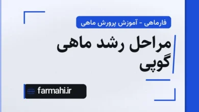 مراحل رشد ماهی گوپی