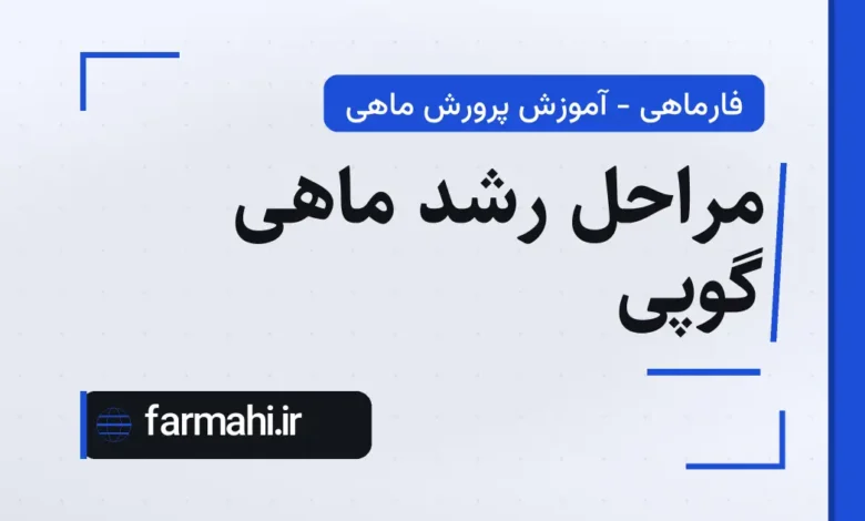 مراحل رشد ماهی گوپی