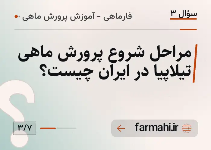 مراحل شروع پرورش ماهی تیلاپیا در ایران چیست؟