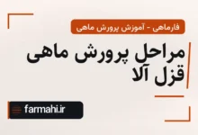 مراحل پرورش ماهی قزل آلا