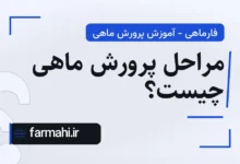مراحل پرورش ماهی چیست؟