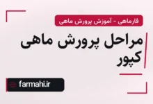 مراحل پرورش ماهی کپور