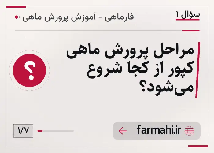 مراحل پرورش ماهی کپور از کجا شروع می‌شود؟
