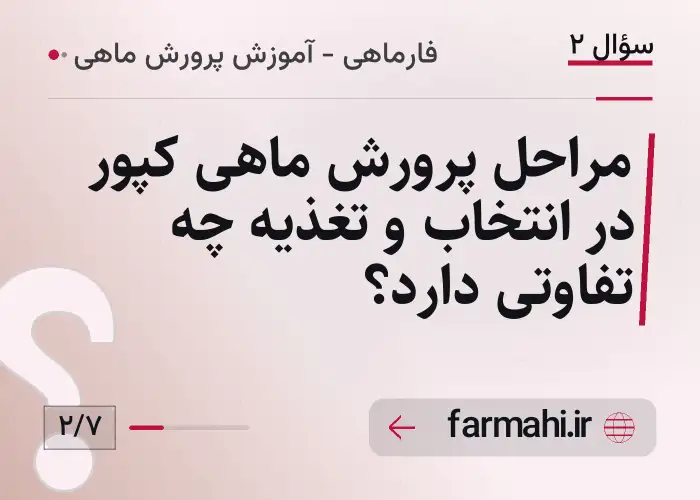 مراحل پرورش ماهی کپور در انتخاب و تغذیه چه تفاوتی دارد؟