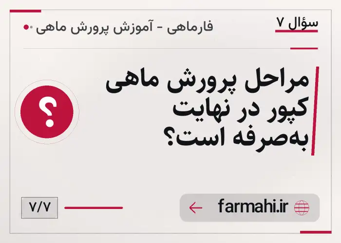 مراحل پرورش ماهی کپور در نهایت به‌صرفه است؟