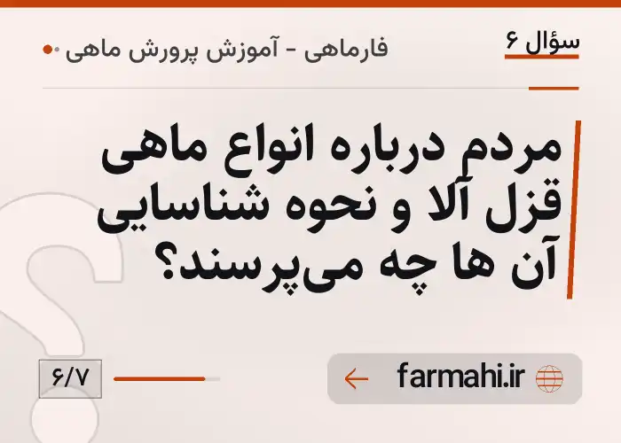 مردم درباره انواع ماهی قزل آلا و نحوه شناسایی آن ها چه می‌پرسند؟