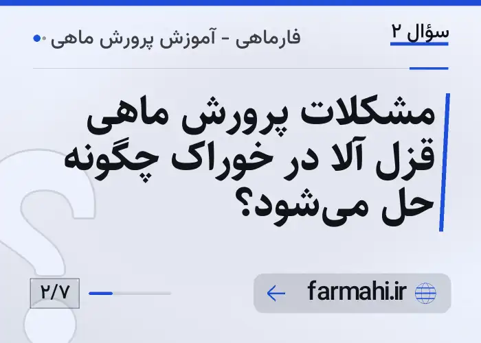 مشکلات پرورش ماهی قزل آلا در خوراک چگونه حل می‌شود؟
