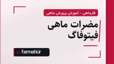 مضرات ماهی فیتوفاگ