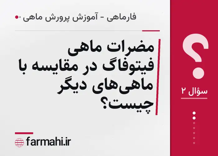 مضرات ماهی فیتوفاگ در مقایسه با ماهی‌های دیگر چیست؟