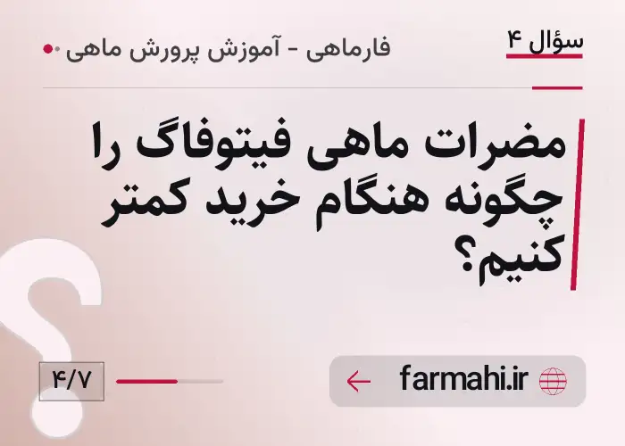 مضرات ماهی فیتوفاگ را چگونه هنگام خرید کمتر کنیم؟