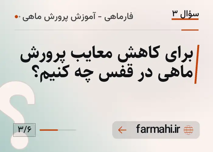 برای کاهش معایب پرورش ماهی در قفس چه کنیم؟