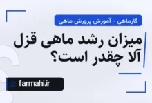 میزان رشد ماهی قزل آلا چقدر است؟