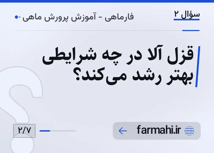 قزل آلا در چه شرایطی بهتر رشد می‌کند؟