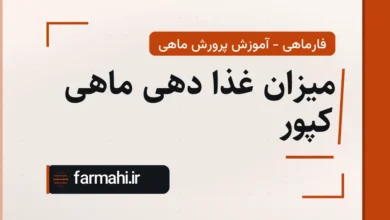 میزان غذا دهی ماهی کپور