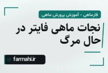 نجات ماهی فایتر در حال مرگ