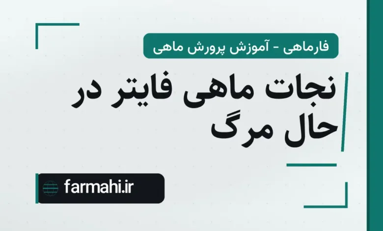 نجات ماهی فایتر در حال مرگ