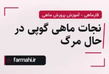 نجات ماهی گوپی در حال مرگ