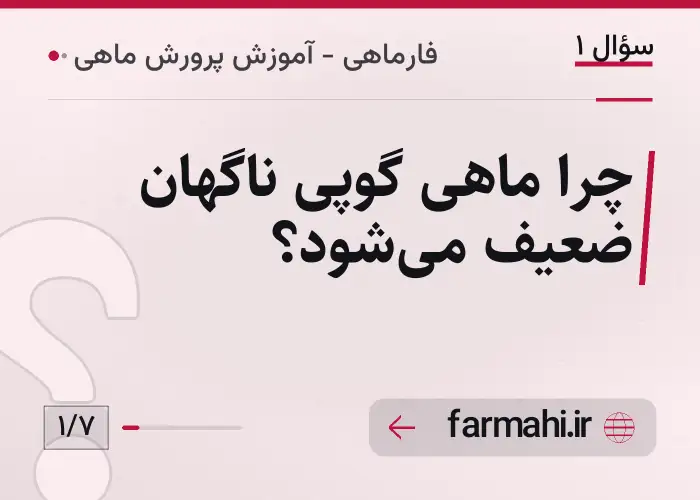 چرا ماهی گوپی ناگهان ضعیف می‌شود؟