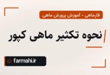 نحوه تکثیر ماهی کپور