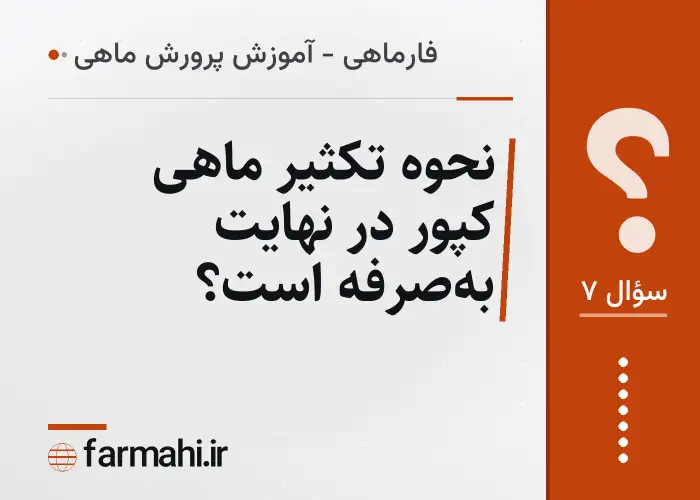نحوه تکثیر ماهی کپور در نهایت به‌صرفه است؟