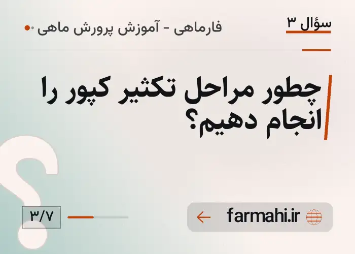 چطور مراحل تکثیر کپور را انجام دهیم؟